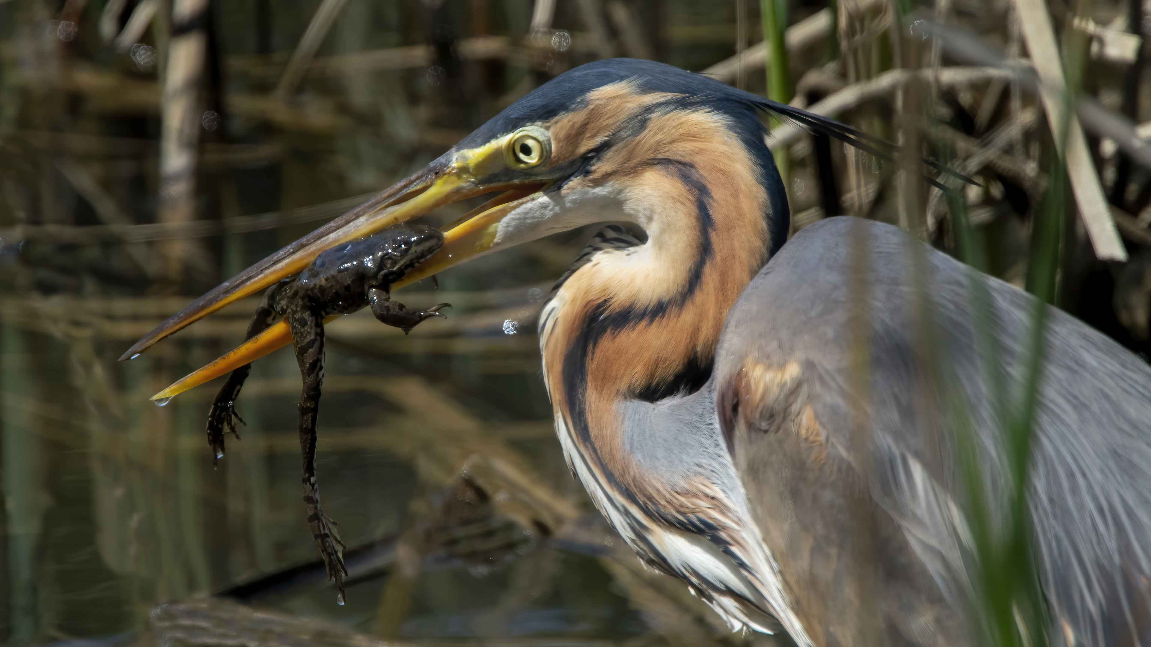 Purple Heron